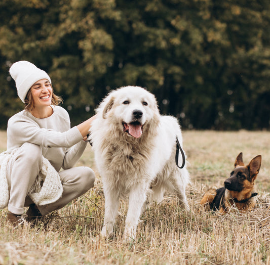 Taking Instagram-Worthy Photos with Your Dog: 5 Tips for Great Shots